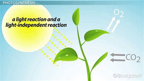 Carbon Fixation Diagram