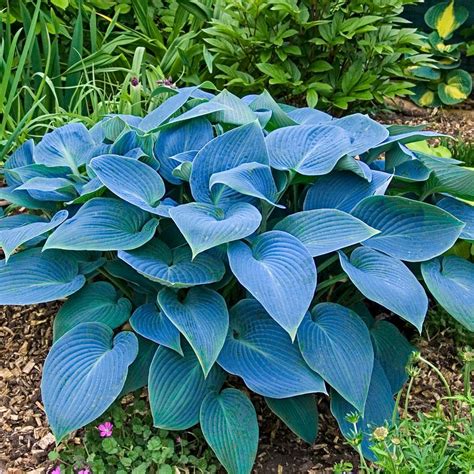 Large Hosta Varieties - e-nqixz