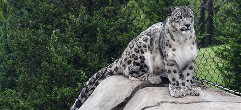 Louisville Zoo Snow Leopards Are Clear of Virus and on Exhibit | Louisville Zoo