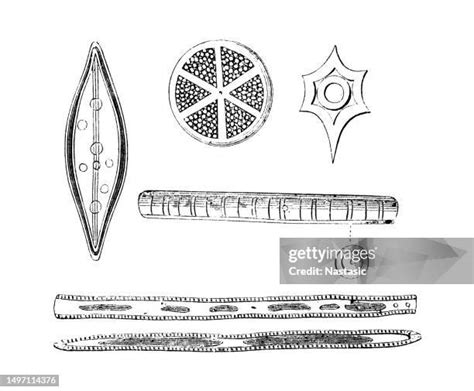 Fossil Diatoms Photos and Premium High Res Pictures - Getty Images