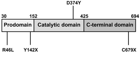 PCSK9 protein structure and selected mutations. PCSK9 protein includes... | Download Scientific ...