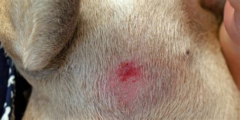 Hot Spots on Dogs: What Dog Owners Need to Know