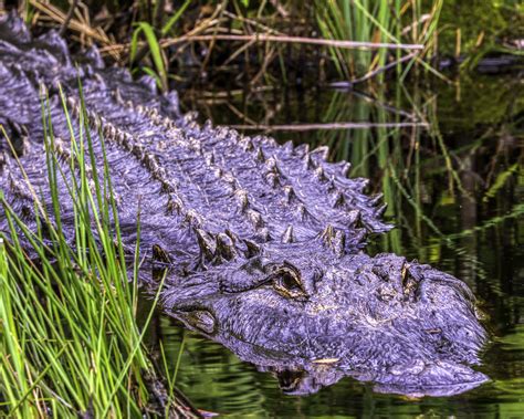 Alligator River Wildlife Refuge May 27 2020-1-8 | Alligator … | Flickr