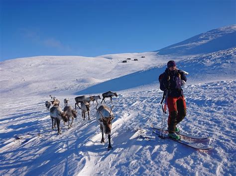 Reindeer Herders 2021 – The Cairngorm Reindeer Herd