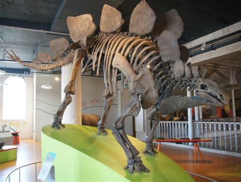 Stegosaurus Fossil