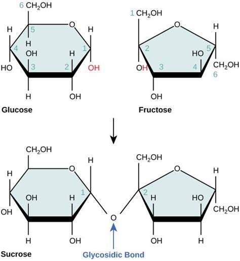 Difference Between Glycosidic Bond and Peptide Bond | Definition ...