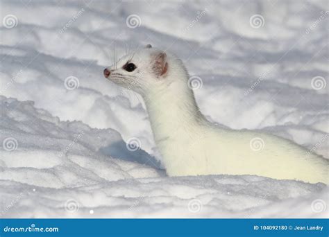 White Short-tailed Weasel in Snow Stock Photo - Image of erminea, black: 104092180