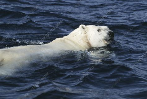 Polar bear swimming - Stock Image - Z927/0123 - Science Photo Library