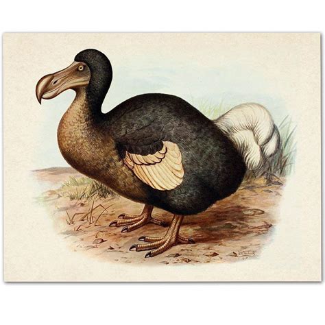 Amazon.com: Dodo Bird - 11x14 Unframed Art Print - Makes a Great Gift Under $15 for Home Decor ...