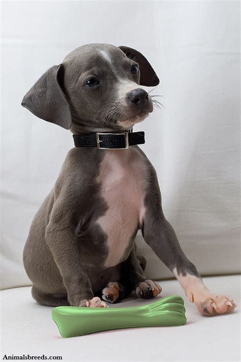 Italian Greyhound - Puppies, Rescue, Pictures, Information, Temperament ...