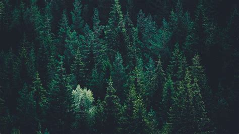 Dark Green Forest Wallpapers - Top Free Dark Green Forest Backgrounds - WallpaperAccess