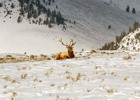 Yellowstone Elk Herd Continues to Grow - Yellowstone Insider