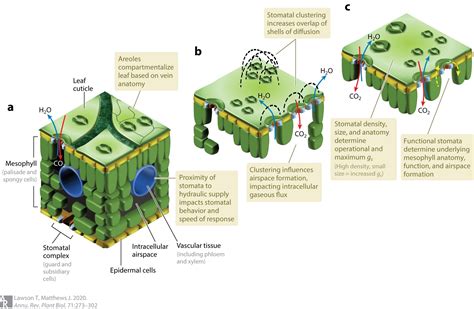 Review: Guard cell metabolism and stomatal function (Annu. Rev. Plant ...