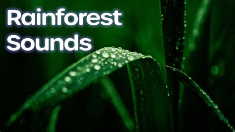 Soothing Rainforest Sounds | Ambient Music | Relaxing Electronica - YouTube