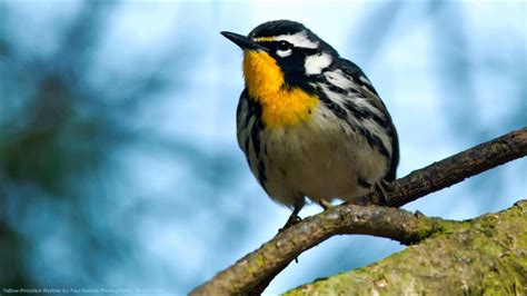 Yellow-throated Warbler Song - YouTube