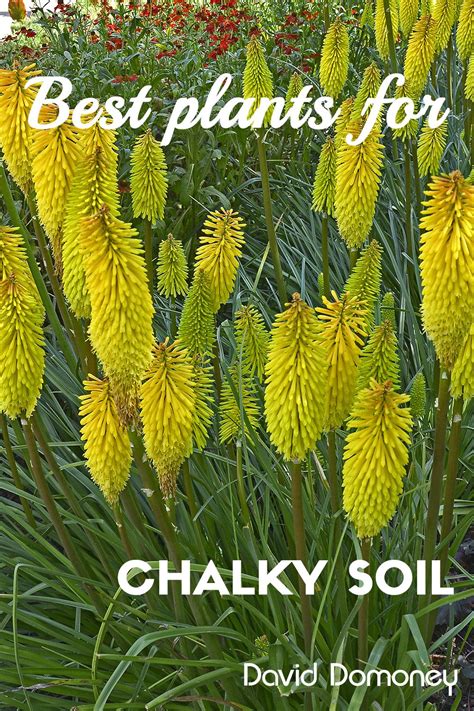 Plants for purpose: Chalky soil David Domoney | Plants, Cool plants, Soil