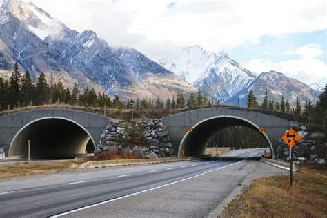 As Banff’s famed wildlife overpasses turn 20, the world looks to Canada ...