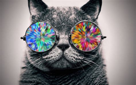 Download Cool Cat Holographic Glasses Wallpaper | Wallpapers.com