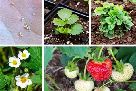 Strawberry Plant Stages From Seed To Harvest (w/Pictures)