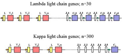 [면역학] 항체 다양성의 기원 :: VDJ Junction, DNA Rearrangments : 네이버 블로그