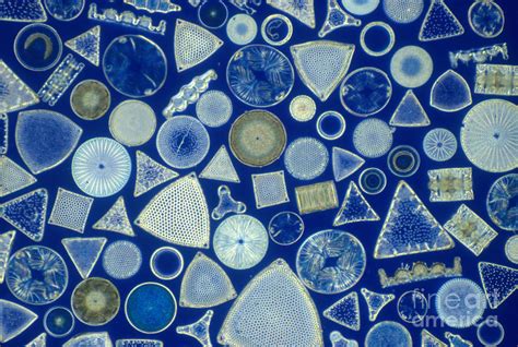 Algae, Fossil Diatoms, Lm Photograph by M I Walker - Fine Art America