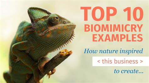 The Top 10 Biomimicry Examples and Innovations of 2021