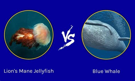 Lion's Mane Jellyfish vs Blue Whale: What are the Differences? - Wiki Point