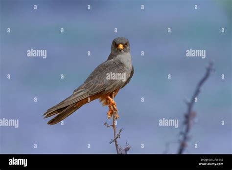 Red-footed falcon male Stock Photo - Alamy