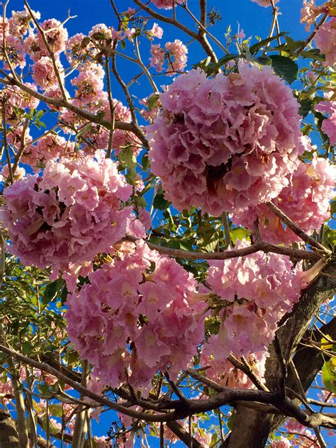 Tabebuia Rosea Bonsai