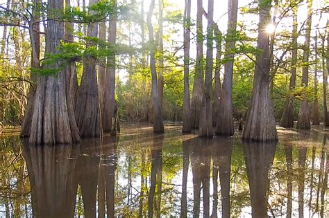 Tour Louisiana's Atchafalaya Basin Swamp | The Heart of Louisiana