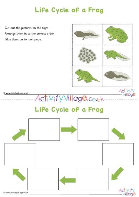 Frog Life Cycle Sequencing Worksheet