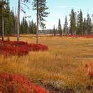 Yellowstone National Park: Lodging, Tourist Tips & More