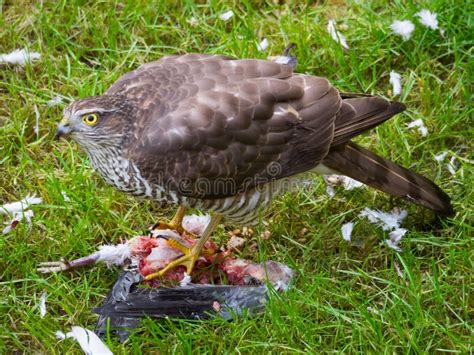 Sparrow Hawk Feeding stock image. Image of food, eyes - 82865363