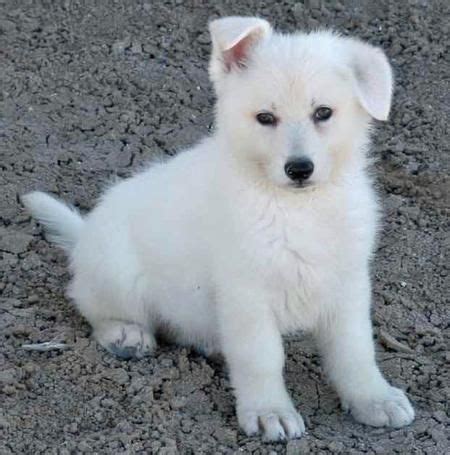 White German Shepherd Puppy. Next dog will be this one for sure ...