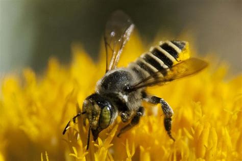 Bee Pollination Services California | The Life of Bee