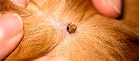 How To Tell If Your Dog Has Ticks Or Fleas - Pest Phobia