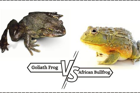 Goliath Frog vs African Bullfrog: Understanding the Differences Between ...