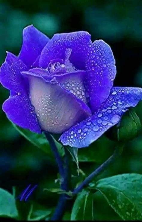 462 best Blue Roses images on Pinterest | Blue roses, Beautiful flowers and Blue flowers