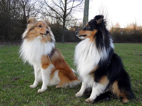 Shetland Sheepdog dogs photo and wallpaper. Beautiful Shetland Sheepdog ...