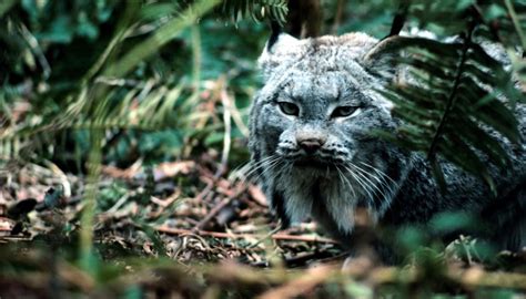 Animals in the Mediterranean Forest | Sciencing