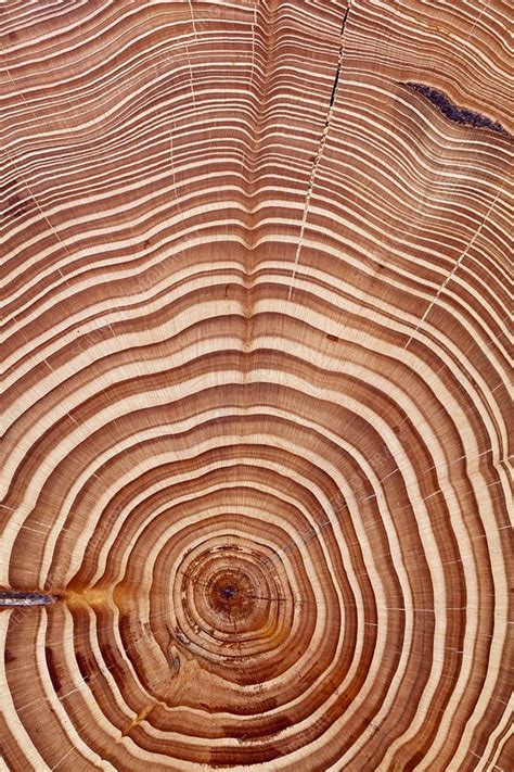 Pine tree growth rings - Stock Image - C014/6202 - Science Photo Library