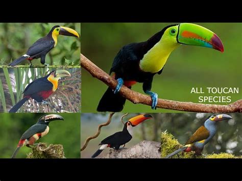 All Toucan Bird Species In The World Types Of Toucan, 49% OFF