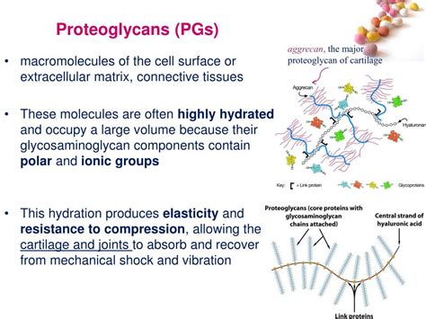 PPT - Amino sugars Proteoglycans PowerPoint Presentation, free download - ID:4408094