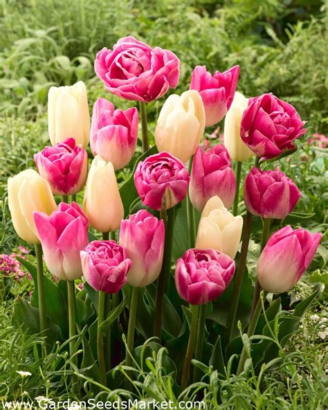 Tulip bulbs - set of 3 varieties - Creme Flag, Dynasty and Vogue - 45 pcs – Garden Seeds Market ...