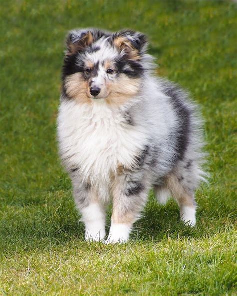 Pin on Shetland Sheepdog