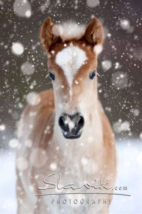 Top 10 Best Equine Photographers in the World | Animali, Cuccioli, Natura