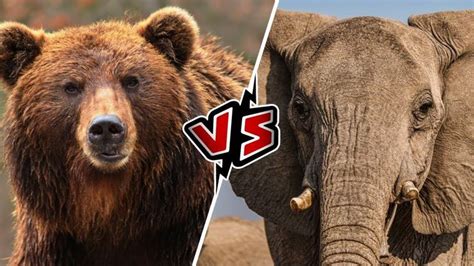 Lion Vs Grizzly Bear Who Would Win