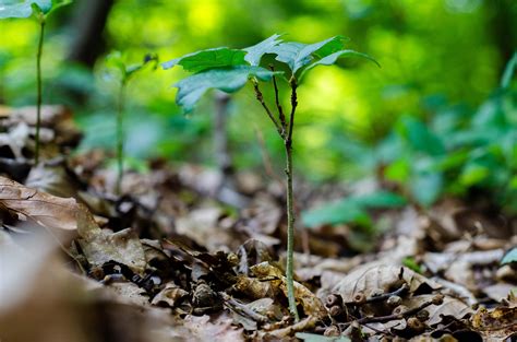 Ecosystem restoration is essential for the climate and biodiversity