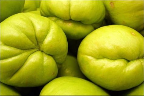 How to Grow Chayote from Seed (An Easy Gardening Guide)