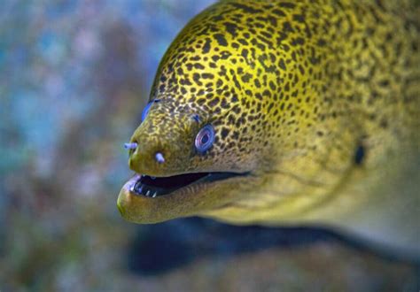 Banana Eel (Gymnothorax miliaris) - Ocean Info